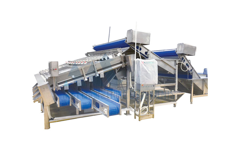 Shrimp Grading Conveyor Shrimp Grading Conveyor