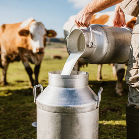 Dairy Projects