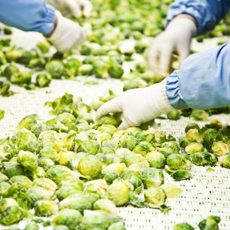 Vegetable Processing Line