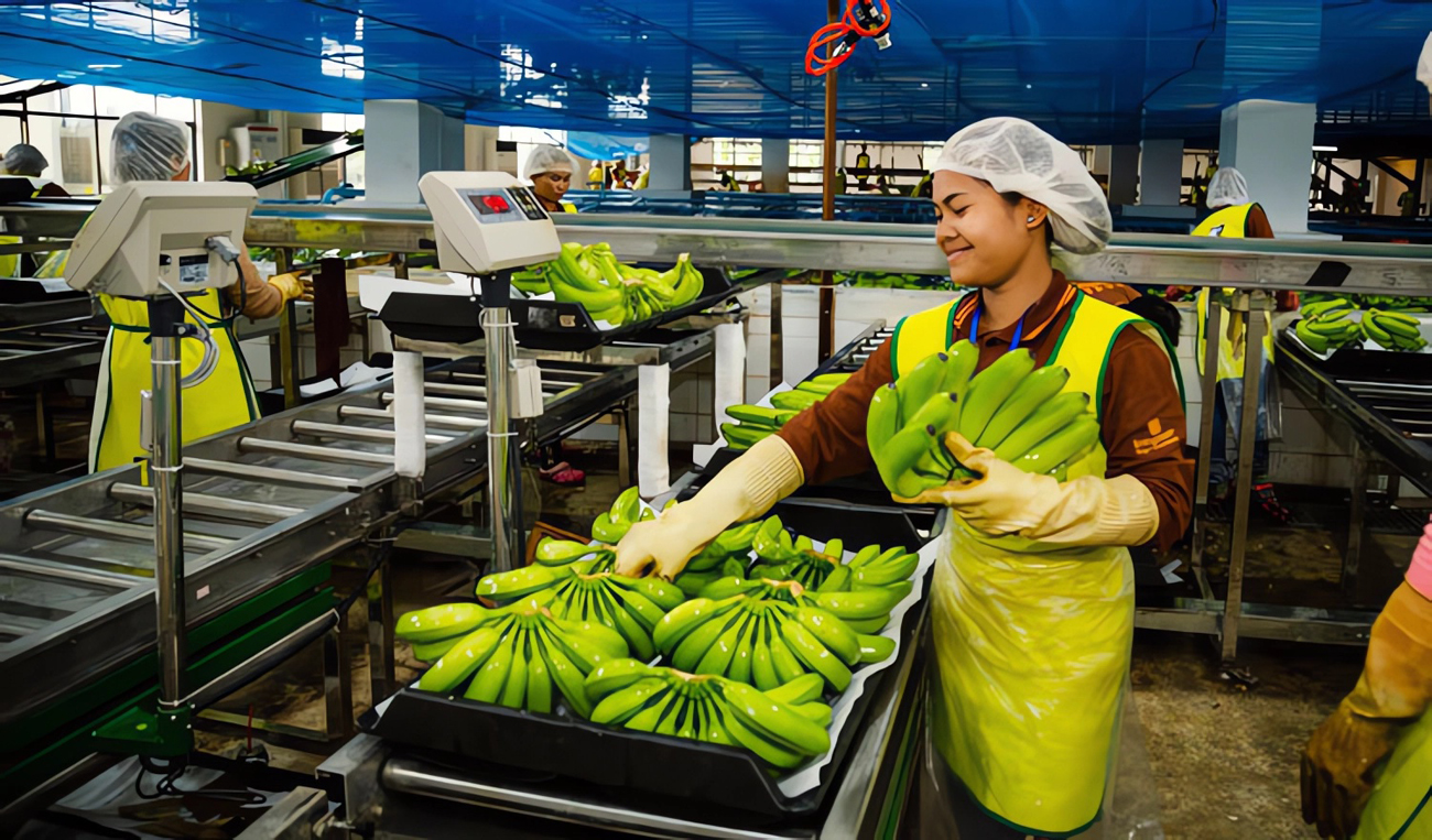 Banana Processing Line