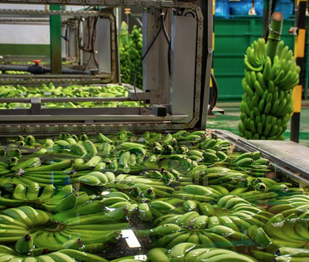 Banana Processing Line