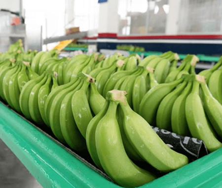 Banana Processing Line