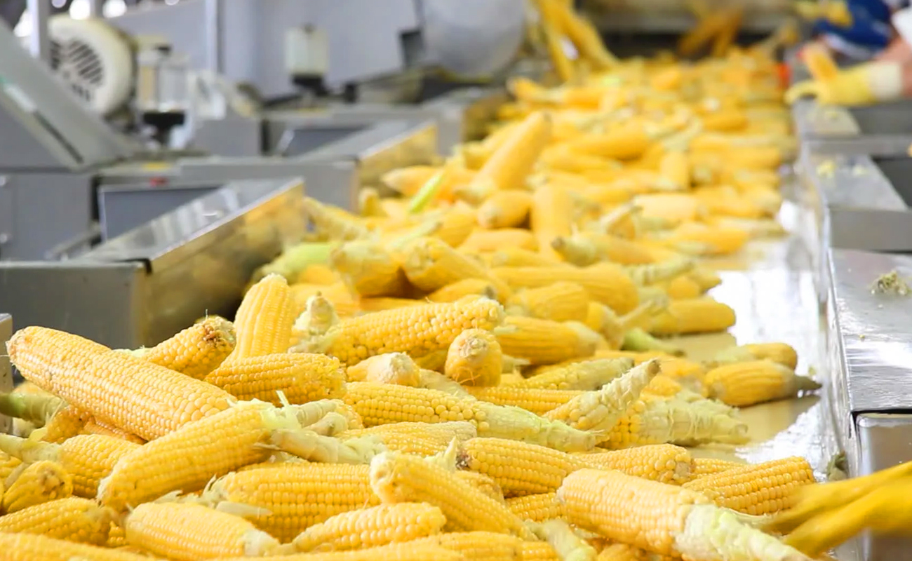 Sweet Corn Processing Line